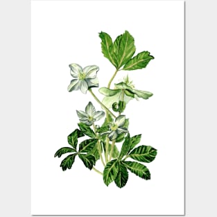 Helleborus niger Posters and Art